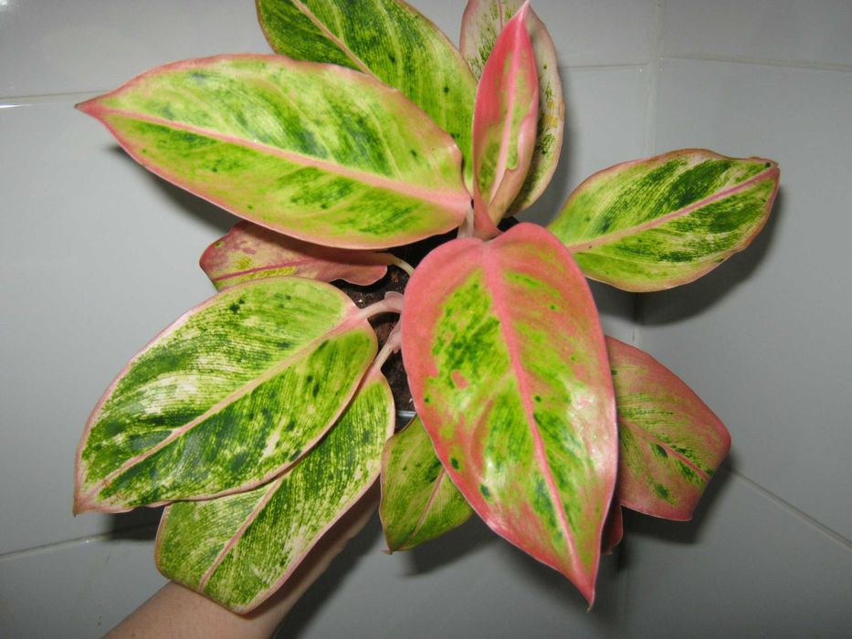 аглаонема калатея филодендрон алоказия разные сорта детки от 100грн