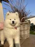 Piękny piesek Samojed/Samoyed GOTOWY DO ODBIORU
