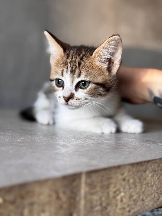 Котята  отдам красивый котенок