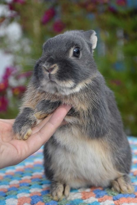 Karzełek niderlandzki / do kg w dorosłości