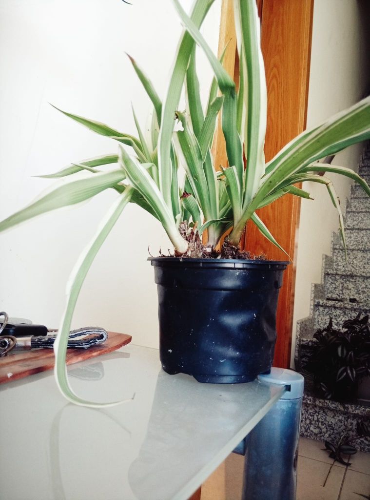 Plantas diversas