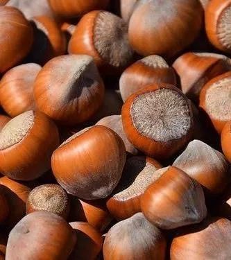 Avelã Biológica com casca