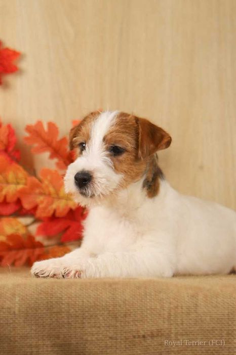 piesek Jack Russell terrier ZKWP/FCI szorstkowłosa