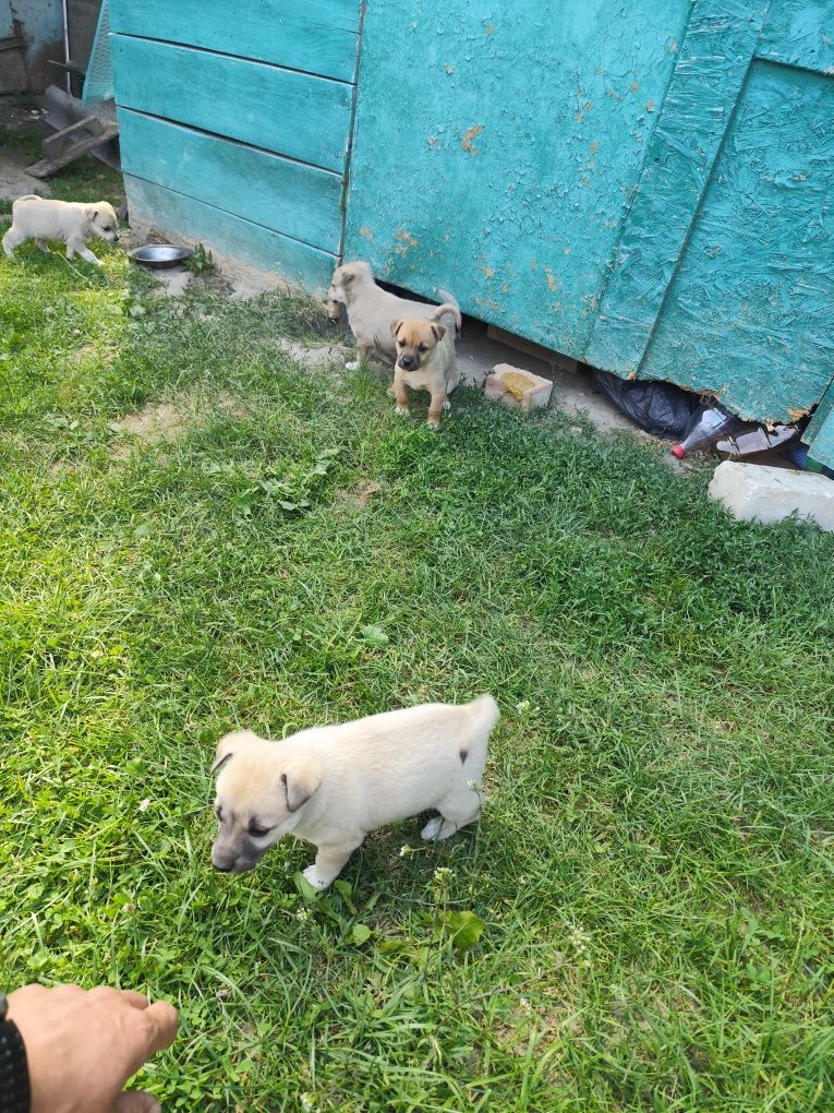Собачки дворняшки