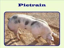 Inseminação Artificial em suínos (porcas)