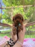 Pudel Toy Red Cudowny Piesek