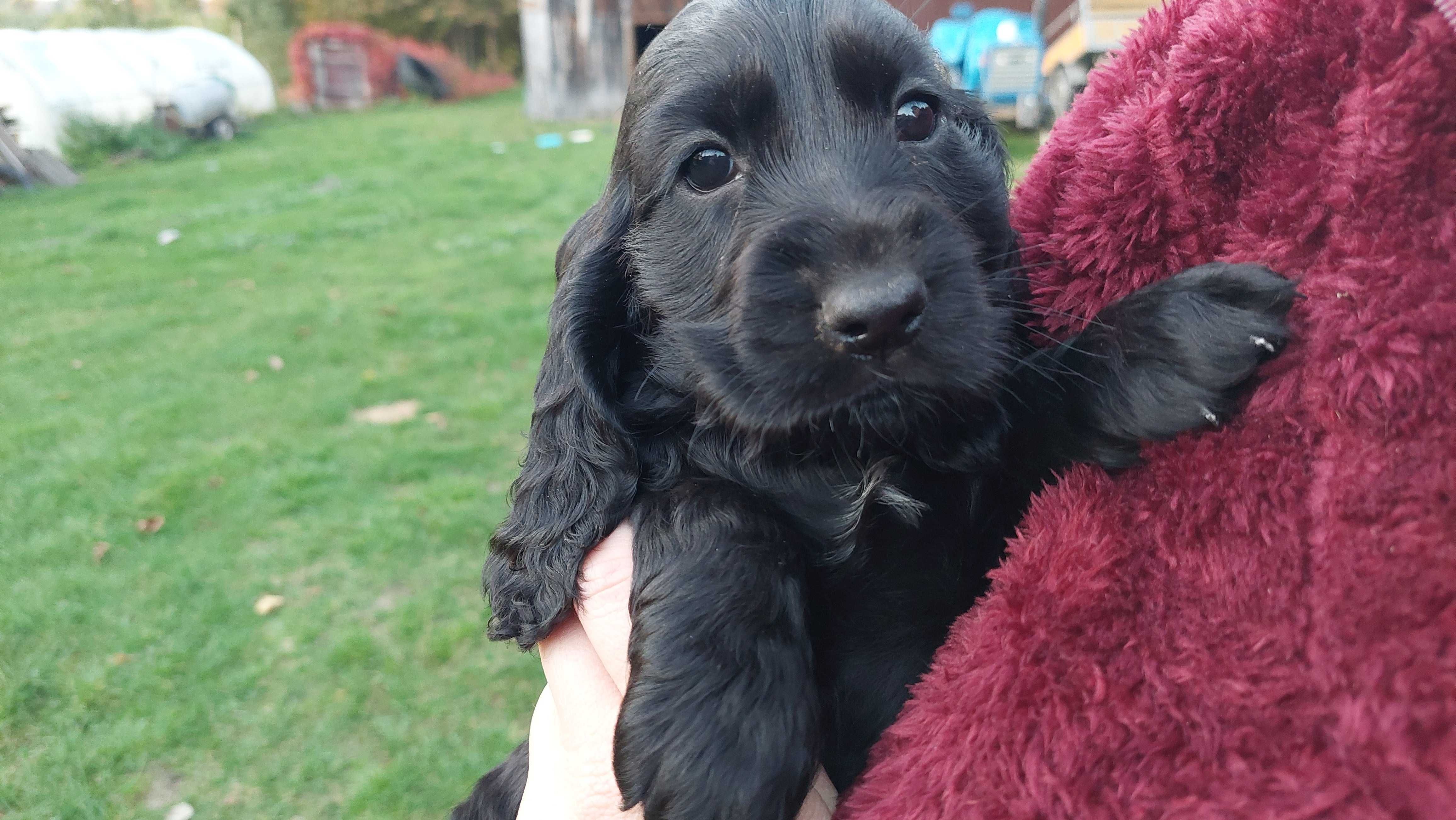 Cocker Spaniel Angielski - Czarne Cuda
