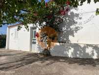 Moradia Com Quintal E Terraço Para Aluguel Anual - Montinho Da Varz...