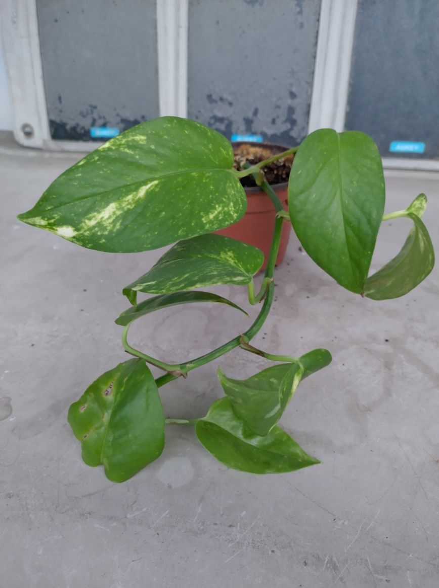 Mudas Plantas Purificadoras de Ar | Jiboia | Pothos Epipremnum