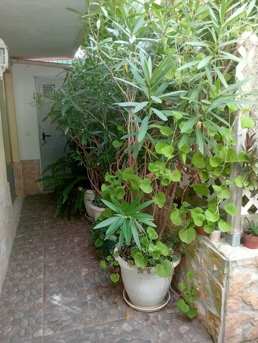 Plantas tamanho grande para venda/espirradeira (Nerium oleander).