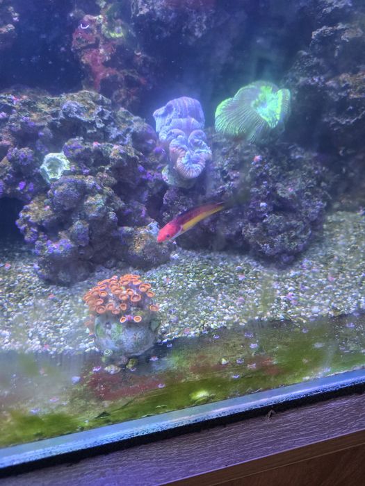 Akwarium morskie życie