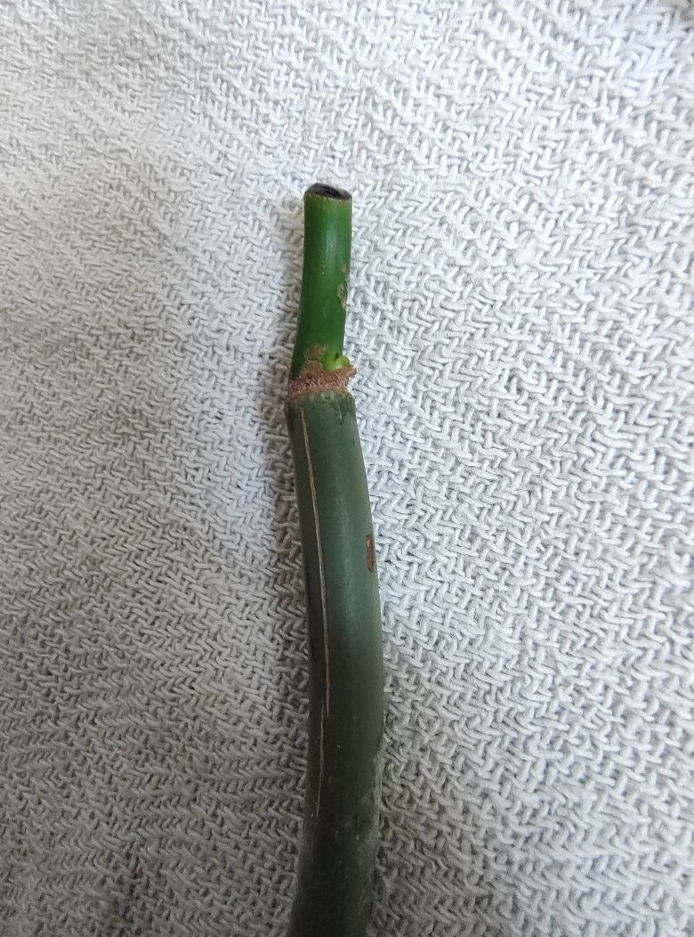 filodendron melanochrysum x 3
