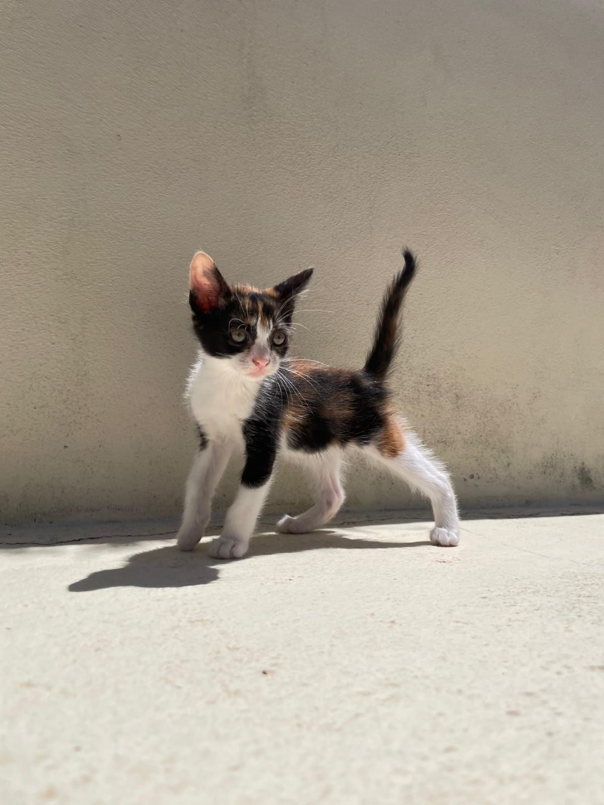 Gatinha para adoção responsável