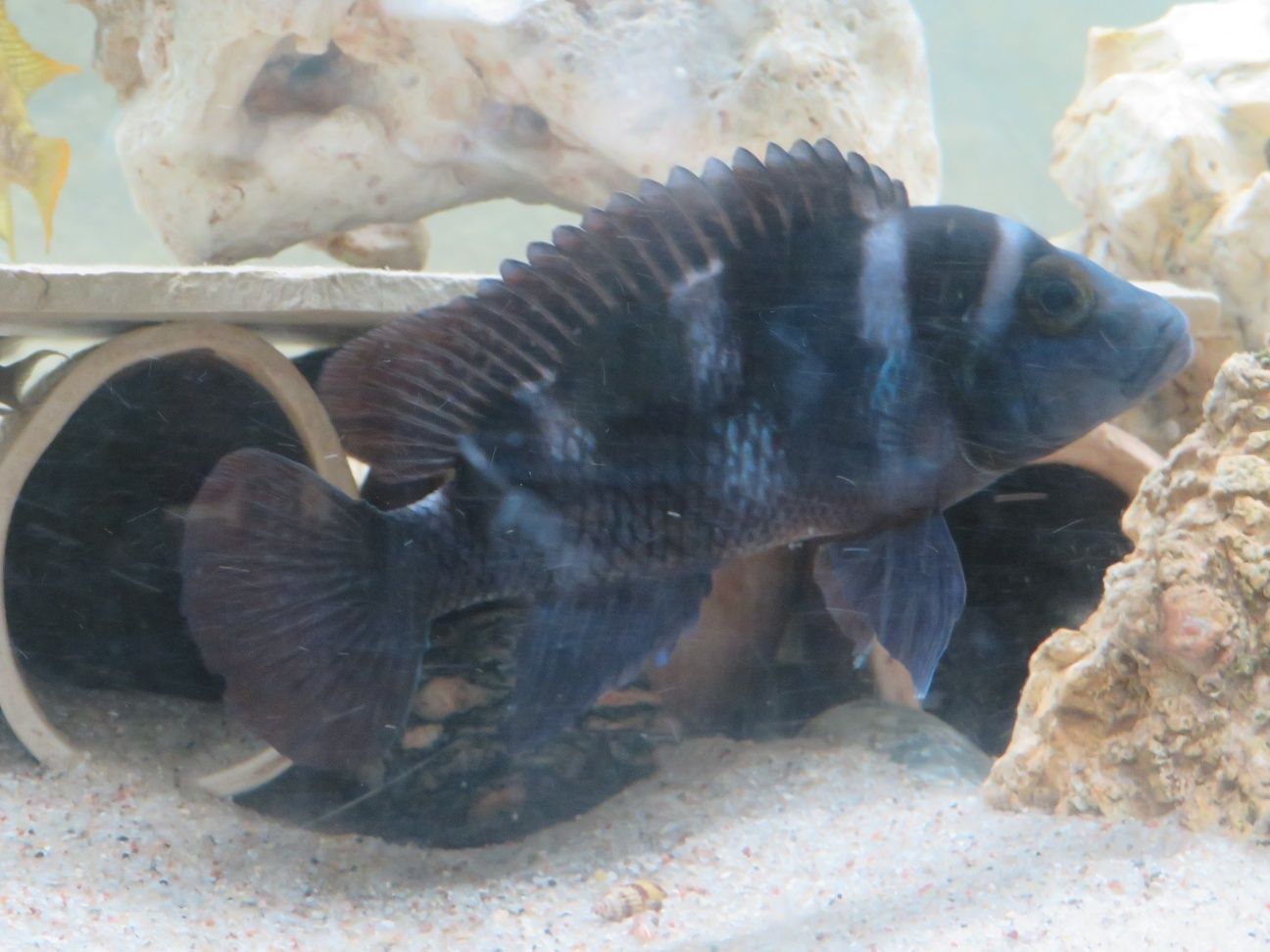 Neolamprologus tretocephalus szczeliniec pieciopregi tanganika 3