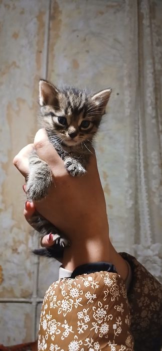 Котята в добрые руки, их четверо, 2 девочки, 2 мальчика.