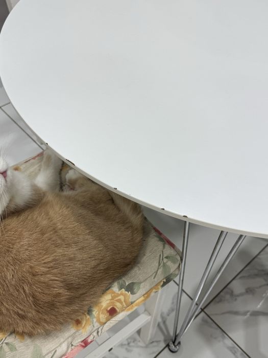 Продам стіл зі стільцями