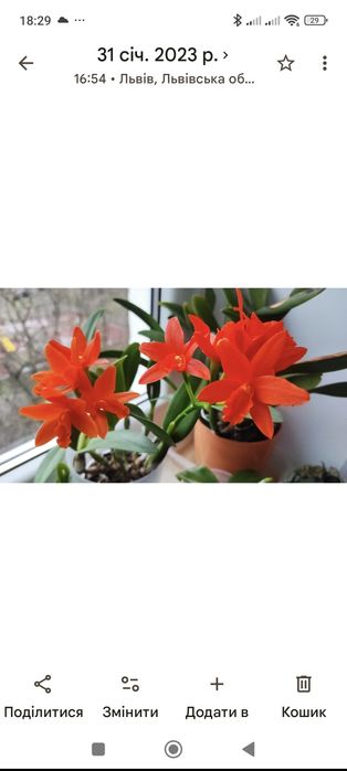 Орхідея катлея мандаринка