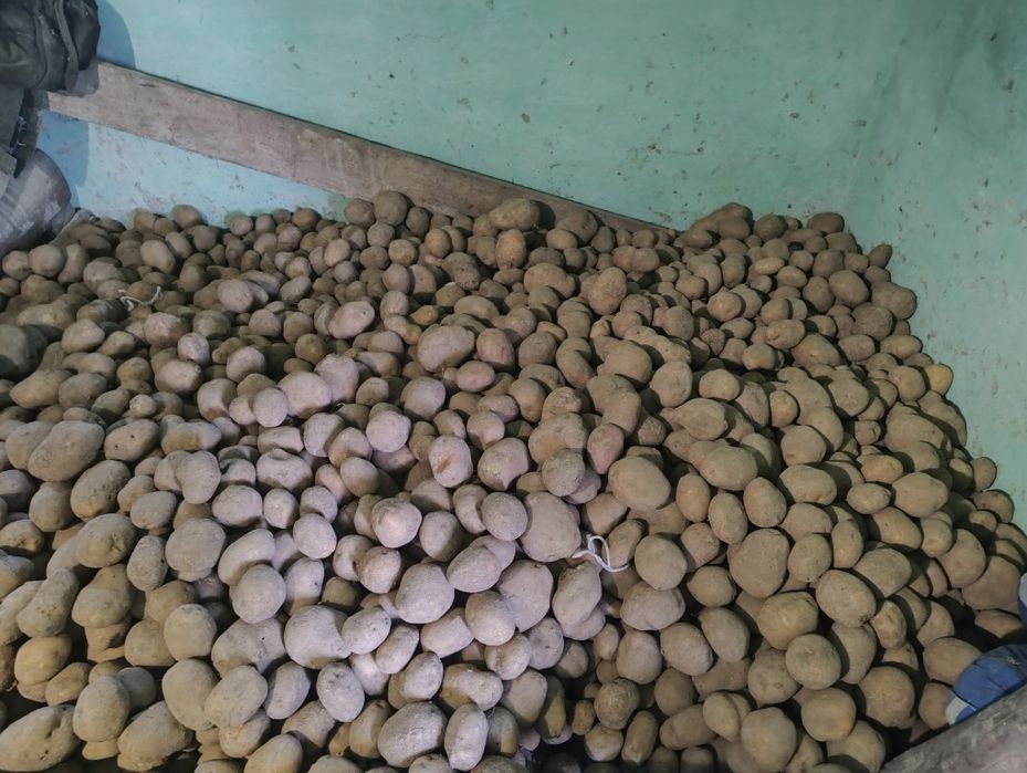 Продам Велику бульбу