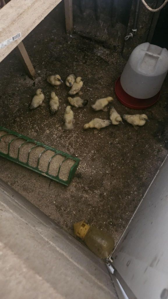 Patos com uma semana