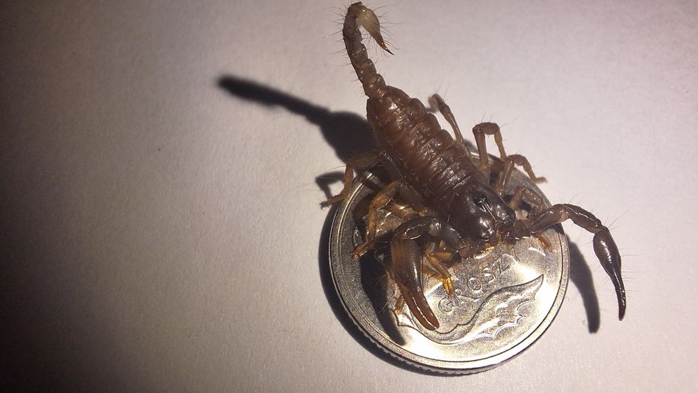 Skorpion Heterometrus silenus L1