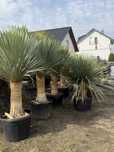 Mrozoodporna Yucca Rostrata