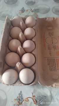 Яйця домашні курячі Броди
