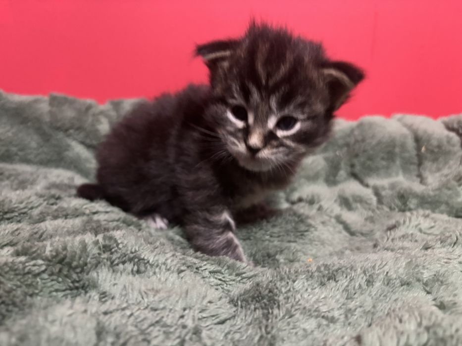 Kocurek Maine coon z rodowodem FPL