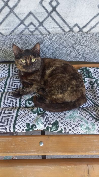 Киця стерилізована