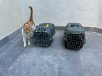 Caixa transporte gato plástico