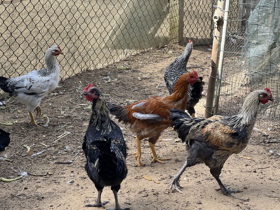 Galos e frangos caseiros