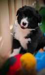 Border Collie FCI / ZKwP