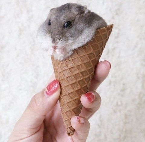 Хомячки Джунгарские мини хомячки