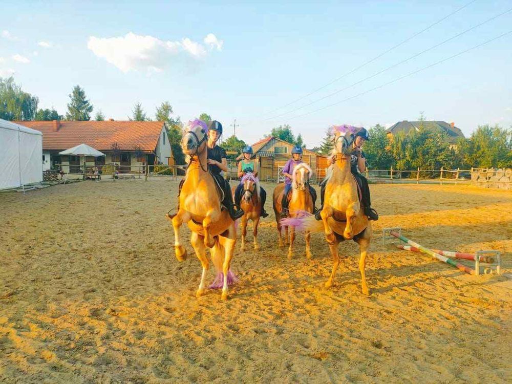 Kuc grupy D 6 letnia haflingerka