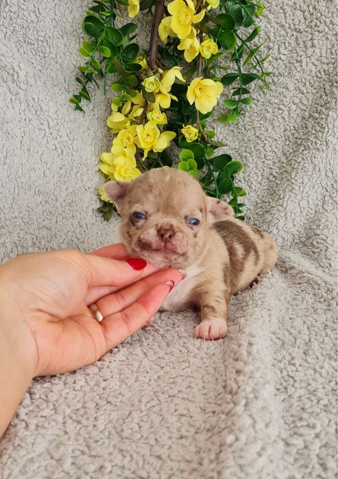 Excelente merle Chihuahua/Chiuaua de Qualidade