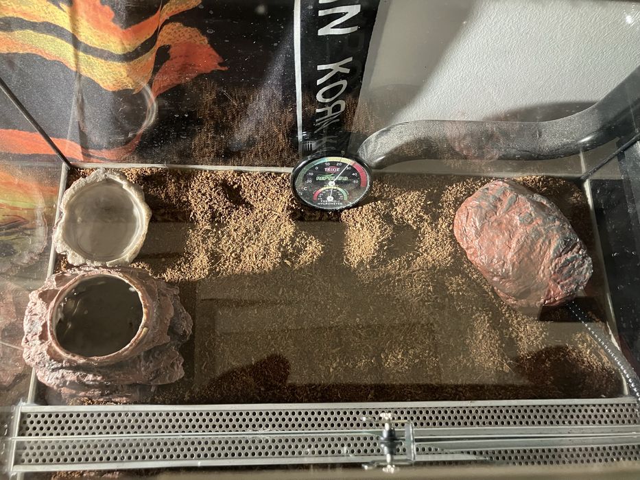 Terrario guecko tudo incluido