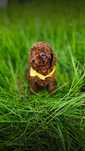Pudel Toy Red Brown SUNIA