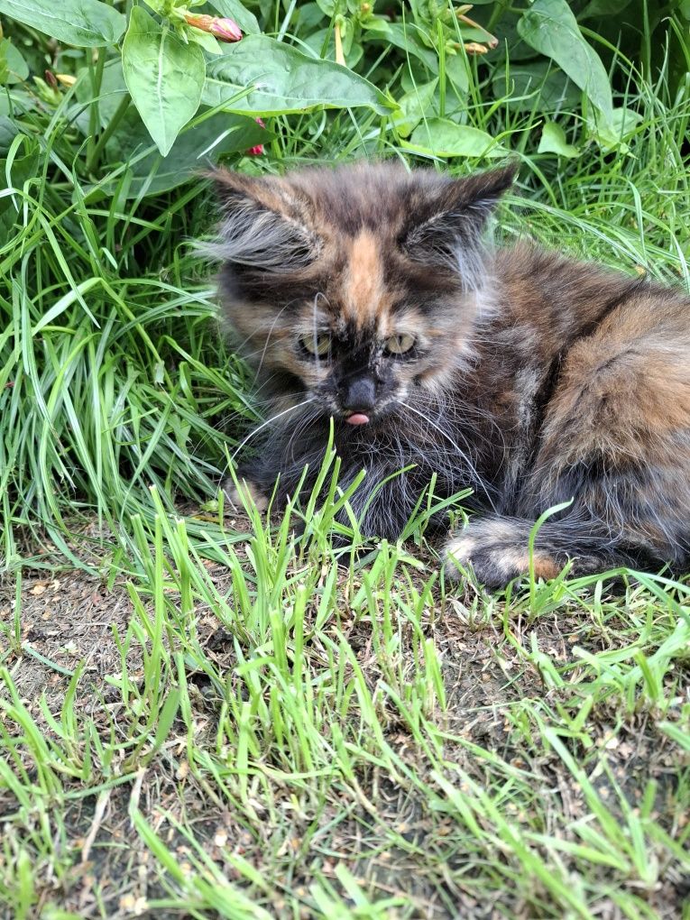 Maine Coon 3 miesięczny kociak