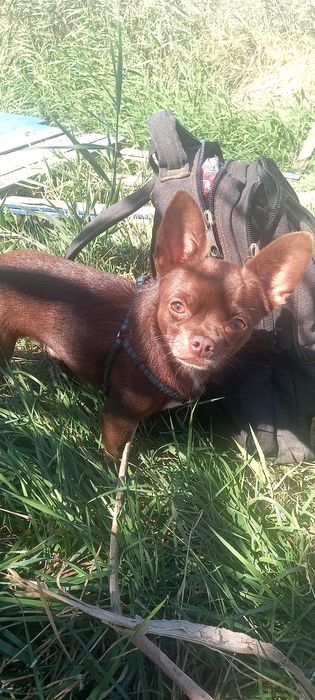 Продаж цуценят щенят чихуахуа