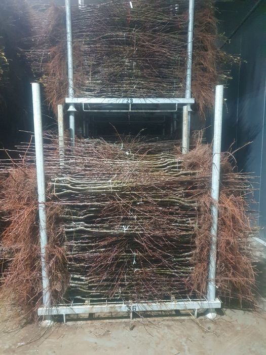 Drzewka  Owocowe  Jabłoń  Morela Śliwa Grusza