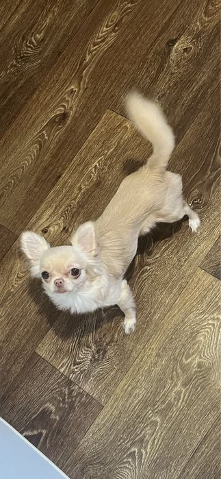 Девочка чихуахуа