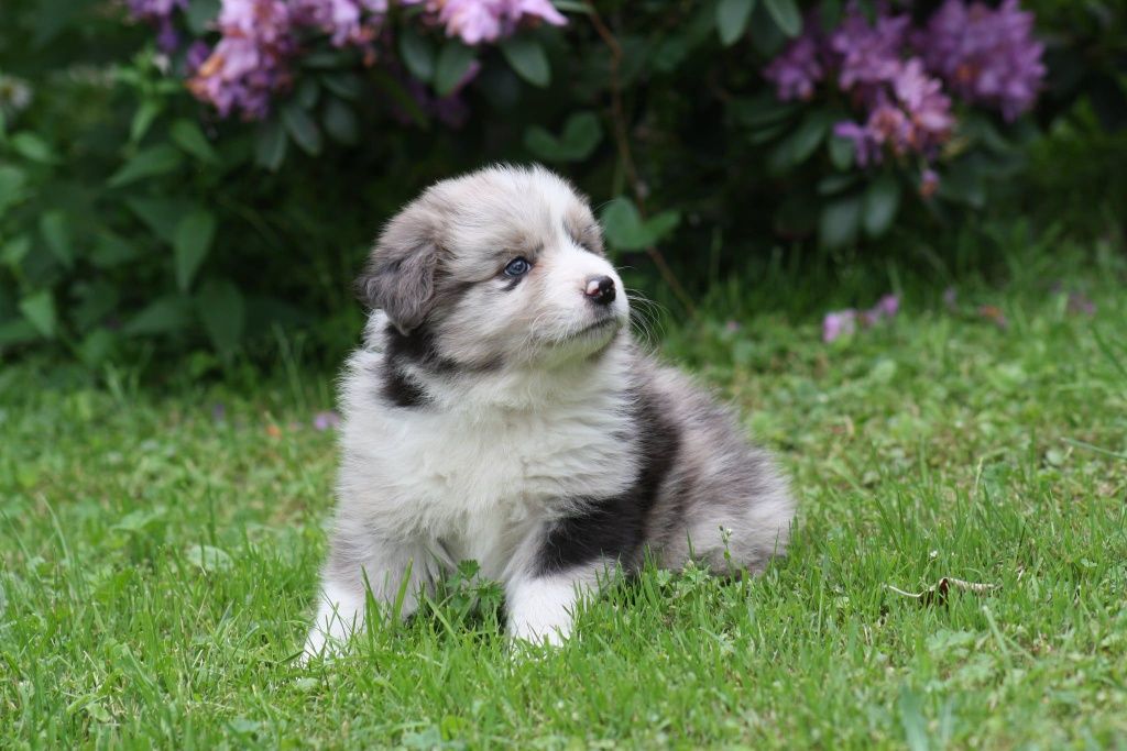 Border collie ZKWP FCI piesek seal merle
