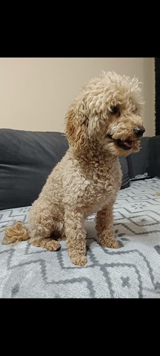 Cudowne pieski szukają domu