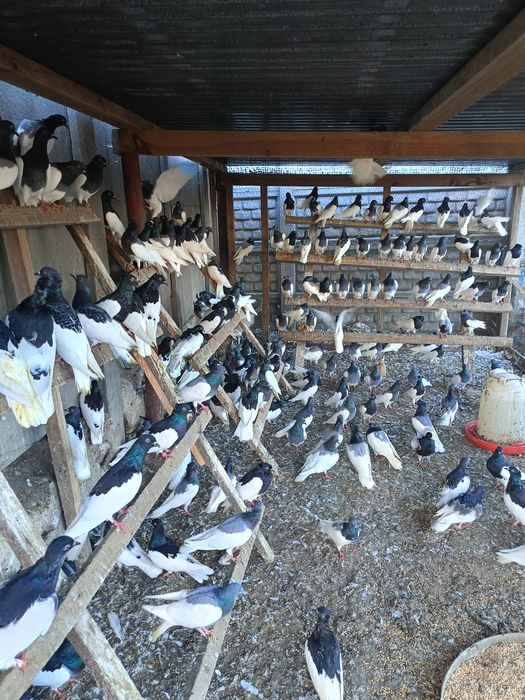 Lot Murzynow Warszawskich