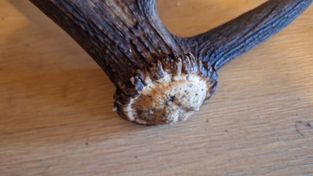 Zrzut jelenia poroże