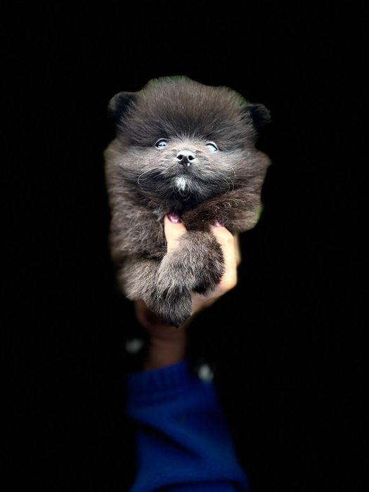 Pomeranian Szpic miniaturowy Piesek
