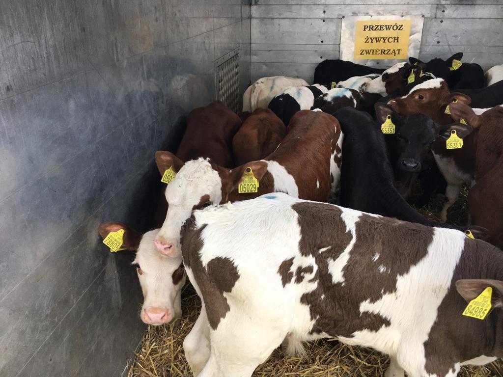 Cielęta, byczki simental limousine angus - towar mięsny.