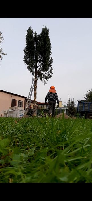 Wycinka drzew, czyszczenie działek