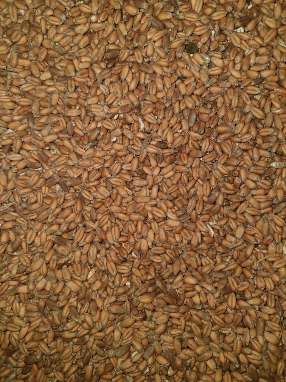 Продам пшеницю озиму
