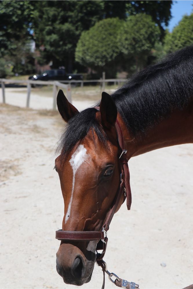 Cavalo PSI para venda
