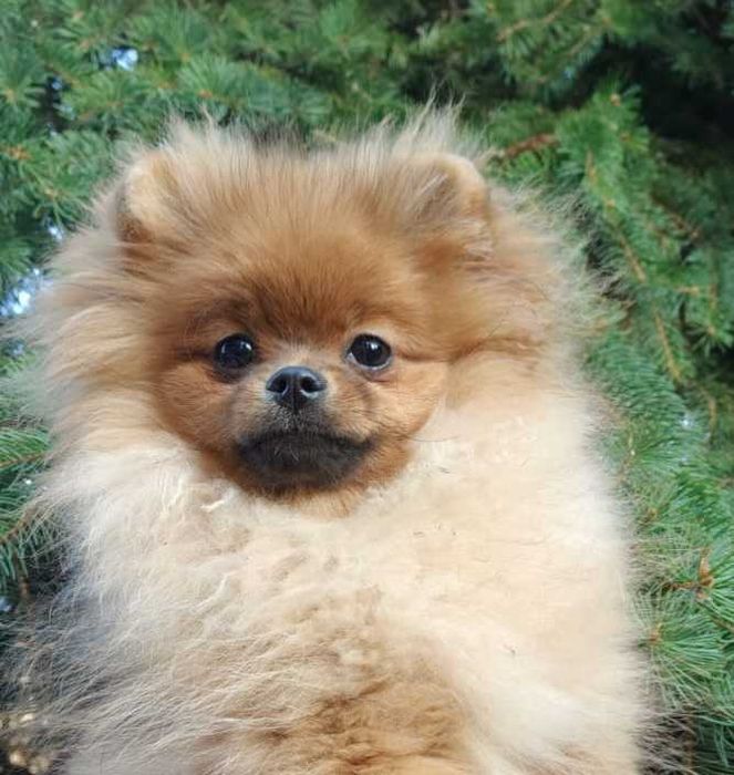 Szpic miniaturowy/pomeranian